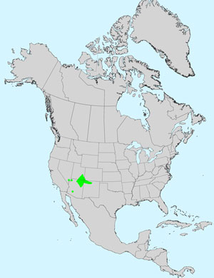 North America species range map for Rusby's Goldenbush, Isocoma rusbyi: Click image for full size map. North America species range map for Rusby's Goldenbush, Isocoma rusbyi: Click image for full size map.